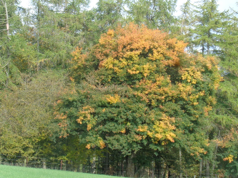 Darell Tree Darley Dale Fri 24 Oct 2025